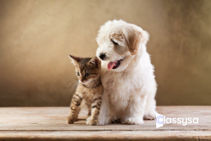 Golden Retriever Puppy for Sale