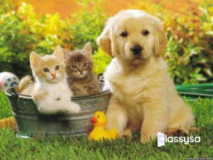 Persian Cat – Pure Breed