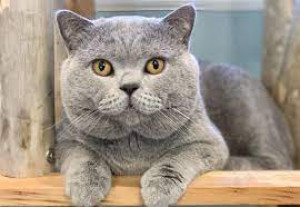British Cat